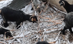 Eksi 30 Derecede Kurt Kabusu: Üretici Hayvancılığı Bırakıyor