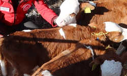 Edirne’de Nadir Olay: Üçüz Buzağılara Altın Takıldı