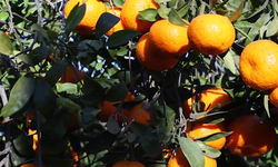 Bodrum Mandalini Türkiye’ye Açıldı: Tek Seferde 50 Ton Sevk