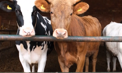 Kırmızı Et Açığı İçin Kritik Adım: Pilot Proje Amasya’da Başladı