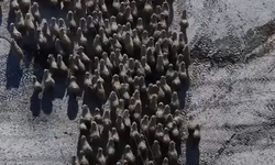 Dondurucu Soğukta 600 Yeni Can İçin Nöbet