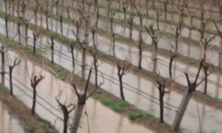 Manisa’da Yağmur Sevinci: Üzüm Bağları Nefes Aldı