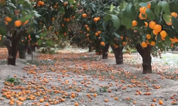 Çiftçi Çaresiz: “Gelin Bedava Toplayın”