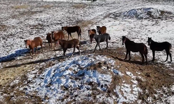 Soğuğa Rağmen 100 Ata 24 Saat Nöbet! Zorlu Kış Mesaisi