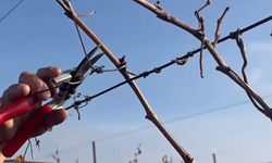 Denizli Buldan’da Üzüm Bağlarında Yeni Sezon Mesaisi Başladı