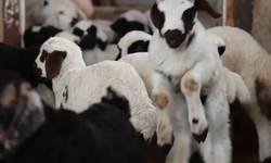 Soğuğa Rağmen Elazığ’da Kuzulama Sevinci