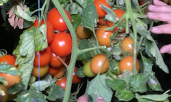 Seralarda Don Nöbeti: Çiftçi Sobayla Sabahladı