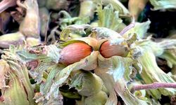 Uludağ’ın Fındığı Cevizi Tahtından Edebilir