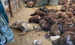 Kars’ta Kurt Dehşeti: Ağıla Giren Kurtlar 130 Koyunu Telef Etti