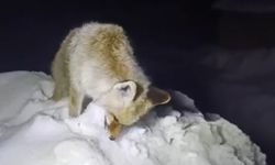 Hakkari’de Dondurucu Soğuk Doğayı Vurdu: Tilki Ayakta Dondu