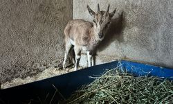 Finike’de Bitkin Bulunan Yaban Keçisi Tedavi Altında