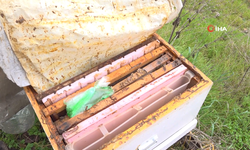 Bursa’da Zirai İlaç Faciası: Milyonlarca Arı Kovandan Dönemeden Öldü