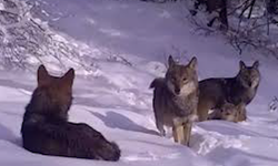 Kurtlar Ağzında Kemikle Görüntülendi