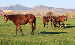 Kozan’da Milyonluk Safkan Taylar Yetiştiriliyor