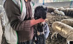 Hatay’da Çift Başlı Doğan Kuzu 1 Gün Sonra Telef Oldu