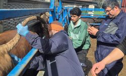 Menteşe’de İthal Besilik Sığırlar Yakın Takipte: Detaylar Ortaya Çıktı