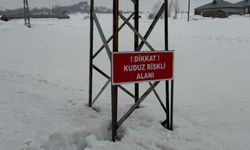 Yüksekova’da Alarm: Kuduz Tespit Edildi, Köy Karantinaya Alındı