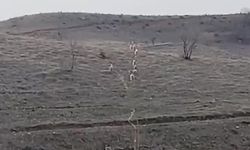 Batman’da Nadir Anlar: Nesli Tehlike Altındaki Dağ Keçileri Görüntülendi