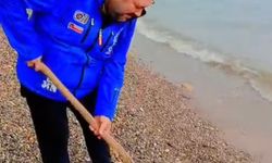 Assos’ta Oltaya Takılan Balık Görenleri Şaşırttı