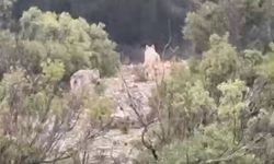 Muğla’da Doğada Nadir An: Kurtlar Kameraya Takıldı