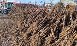 Muğla’da Toprağa Umut: 50 Bin Fidan Üreticiyle Buluştu