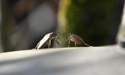 Doğu Karadeniz’de İstilacı Tür Alarmı: Tarım Aynı Anda Kuşatma Altında