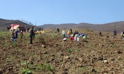 Hatay’da Yanan Ormanlar İçin Seferberlik: 30 Bin Fidan