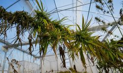 OMÜ’den Kenevir Hamlesi: Sağlık Ve Sanayi İçin Yerli Çeşitler