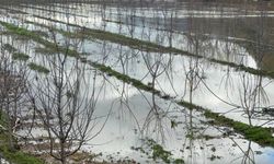 Elma Bahçeleri Göle Döndü: Üretici Yağışla Sevindi