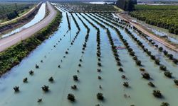 Çukurova Sular Altında: Baraj Kapakları Açıldı