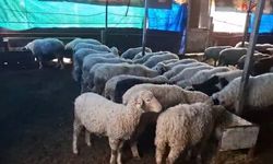 Denizli’de 4 Koyunla Başladılar, 6 Yılda 600 Sakız Cinsi Küçükbaş Ürettiler