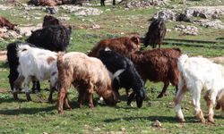 Şanlıurfa’da Kar ve Yağmur Toprağa Can Suyu Oldu