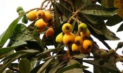 Erdemli’de Sezonun İlk Yenidünyası Tezgahta