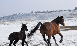 Şampiyon Adayı Taylar Doğmaya Başladı
