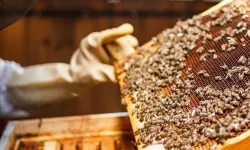 Balda Ordu, Kolonide Muğla Zirvede: Veriler Açıklandı