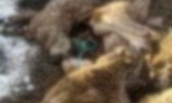 Sivas’ta Kar Faciası: Ahır Çöktü, 54 Küçükbaş Telef Oldu