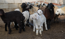 Muş’ta Küçükbaşta Büyük Artış: 650 Bin Yavru Bekleniyor