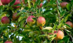Isparta’da Elmada Büyük Kayıp: Yüzlerce Ton İmha Edildi