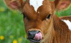 Kırklareli’nde Buzağılar İçin Kritik Seferberlik