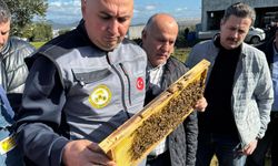 Koloni Azaldı Ancak Bal Üretimi Arttı