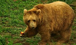 Karlar Eriyor, Tehlike Büyüyor: Ayılar Yaylada!