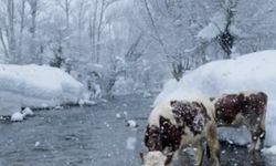 Ovacık’ta Besicilerin Zorlu Kış Mesaisi