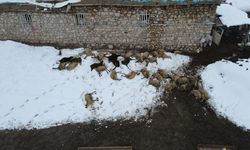 Kemah’ta 80 Koyun Telef Oldu, Zehirlenme Şüphesi