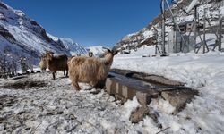Beytüşşebap’ta Keçi Sayısı Azaldı, Çiftçiler Keçi Desteği Bekliyor