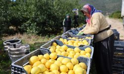 Kozan’da Dikenli Limon Üreticinin Yüzünü Güldürdü