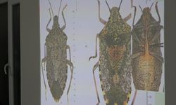 Karadeniz’de kokarca alarmı: 2030’dan sonra etkisi azalacak