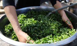 Adana’da Zehirli Yılan Pancarı Tırşik Haline Geliyor, İftar Sofralarına Lezzet Katıyor