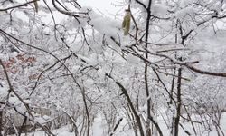 Fındık İçin Kritik Uyarı! Mart Soğuğu Don Riski mi?