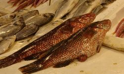 Mersin’de Tropikal Balık Şaşkınlığı! Lagos Tezgahlarda