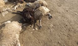 Kurt Panik Yarattı: 64 Koyun Telef Oldu